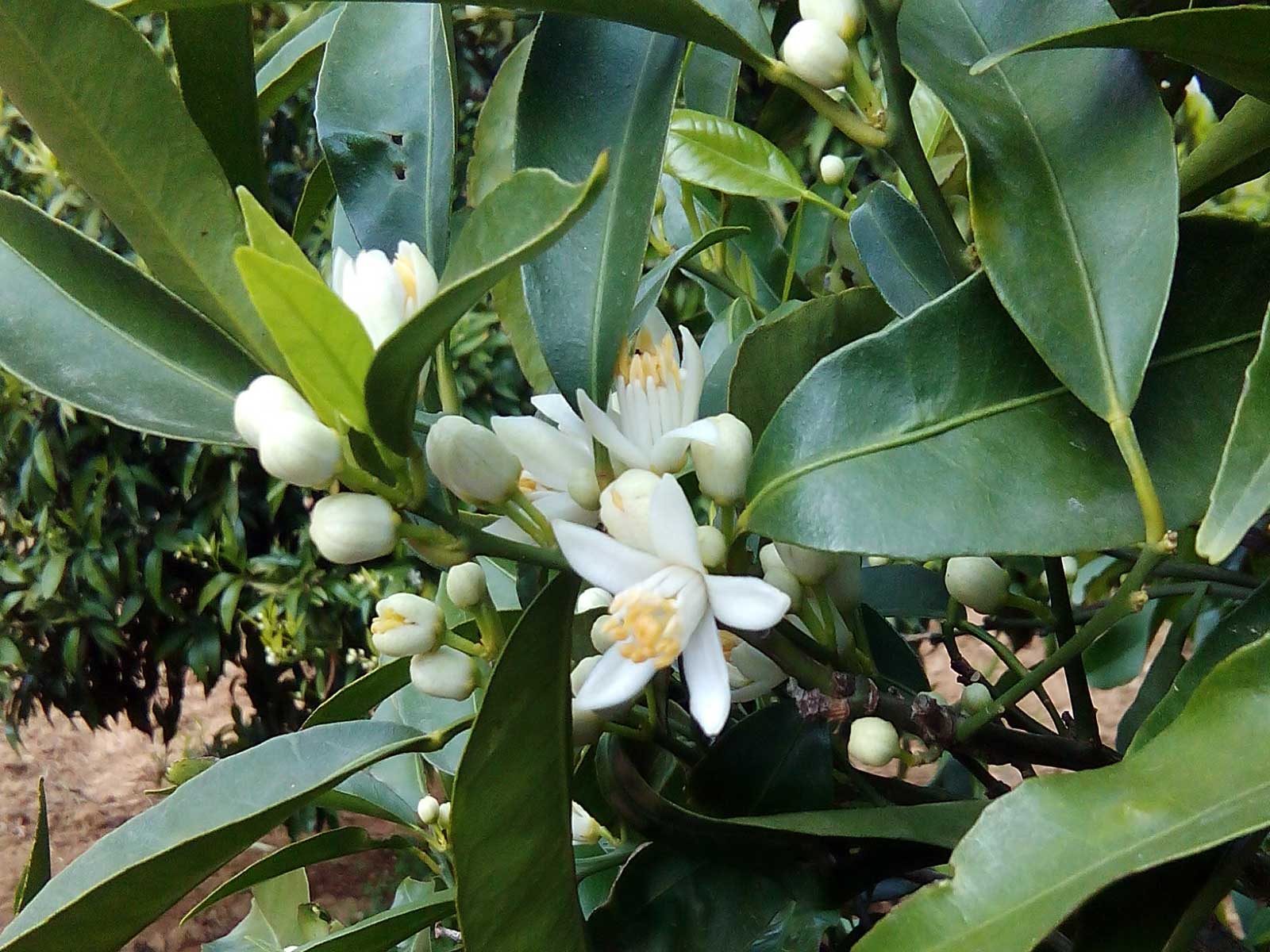 Fiore di Zagara